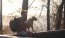 a man with a backpack sitting on a log with a dog